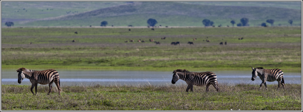 Ngorongoro Krater Zebra